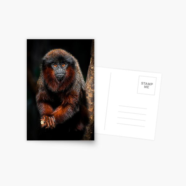 Item preview, Red titi monkey designed and sold by noahjpphotos.