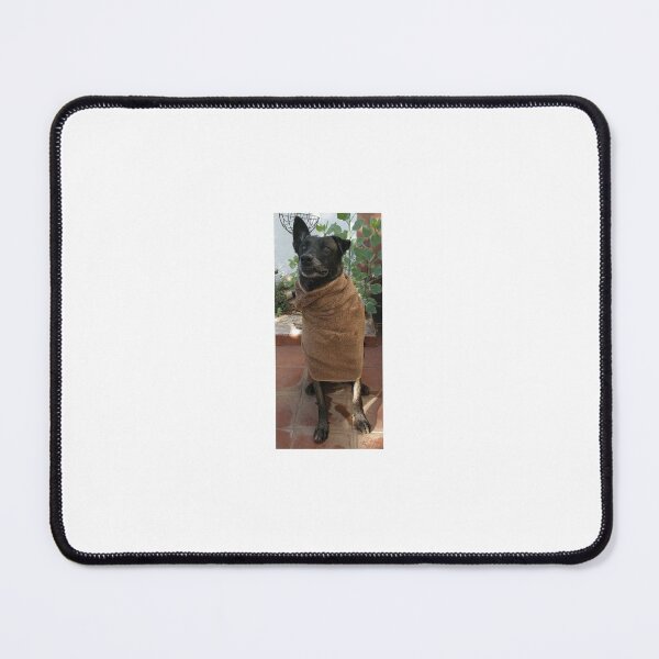 Item preview, Malinois after have a shower designed and sold by mikoala50.