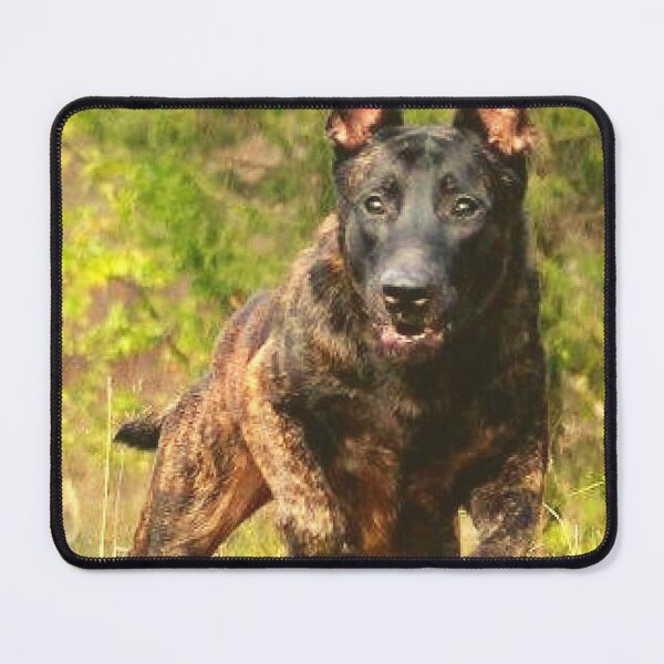Item preview, strong belgian shepherd malinois dog designed and sold by mikoala50.