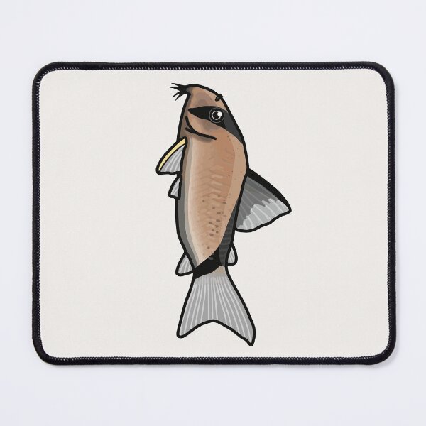 Item preview, Melini panda corydoras - aquadesk designed and sold by Aquadesk.
