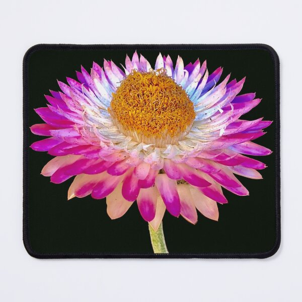 Item preview, Beautiful image of a paper daisy flower designed and sold by Floradigital.