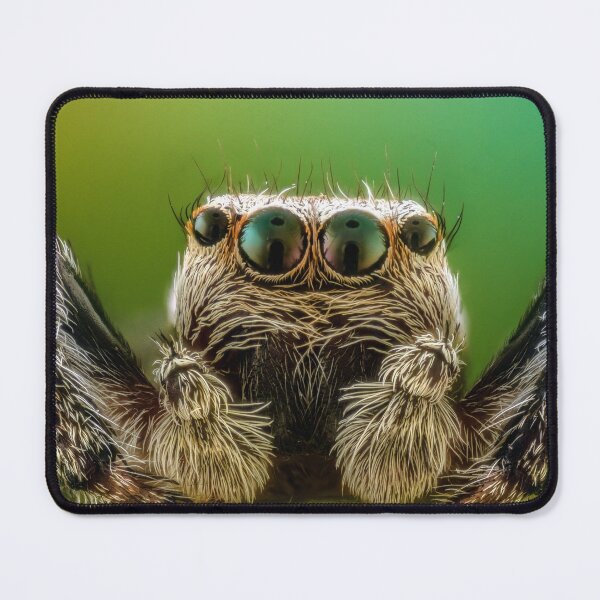 Item preview, Tarantula Peek a Boo designed and sold by KauriMountain.