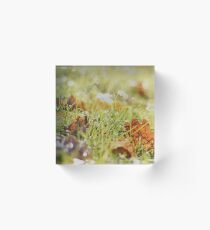 Herbst Wiese Acrylic Block