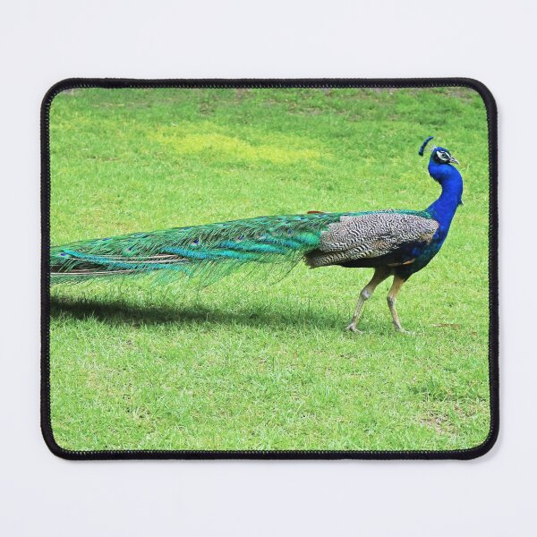 Item preview, Peacock Strut designed and sold by Michiale.