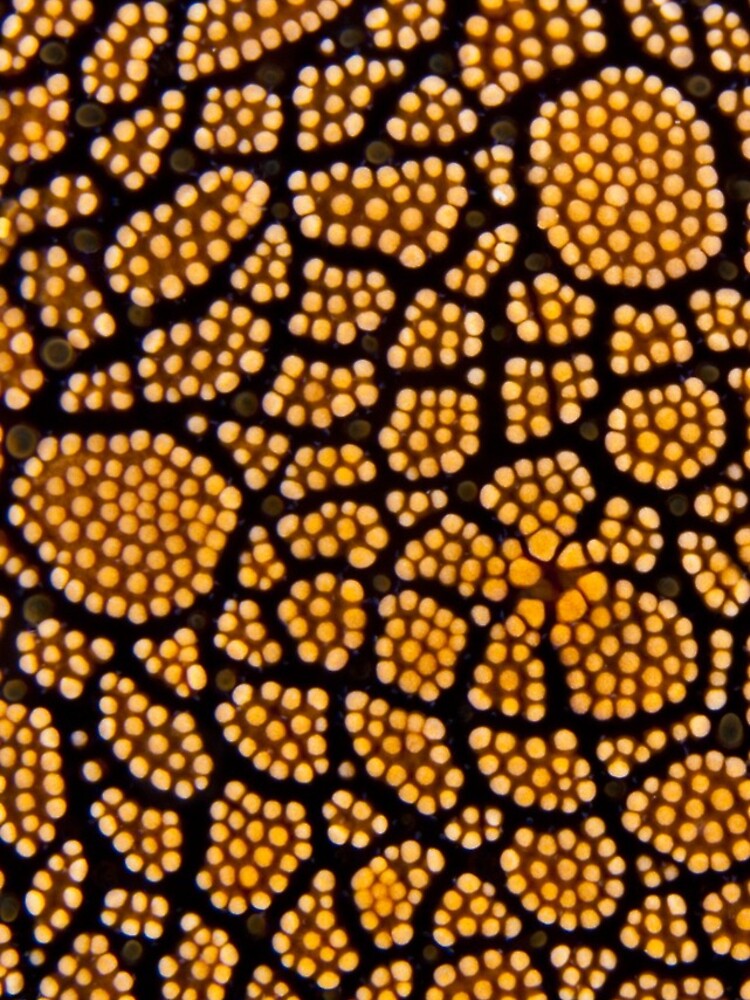 Dot painting by DavidWachenfeld