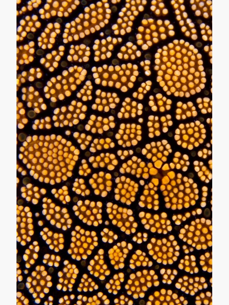 Dot painting by DavidWachenfeld