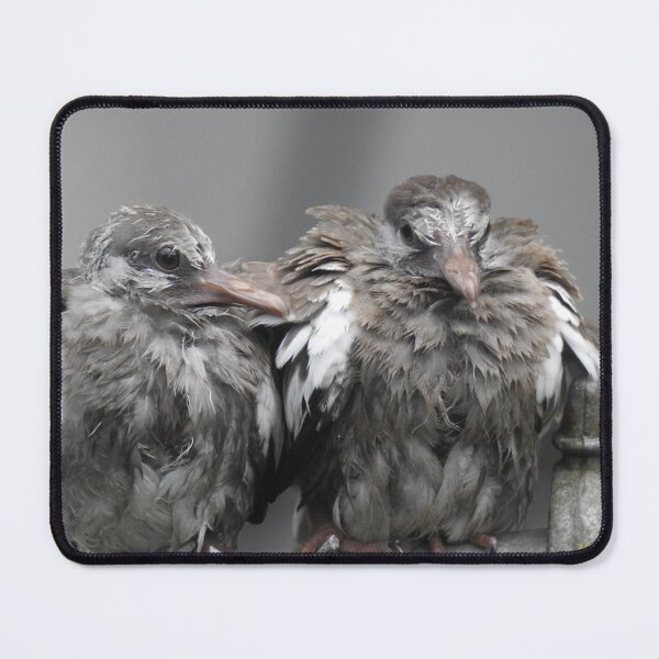 Item preview, Baby Birds Cuddling designed and sold by EnchantedxPhoto.