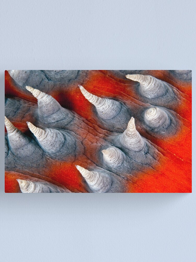 Alternate view of Teat? Fish? Canvas Print
