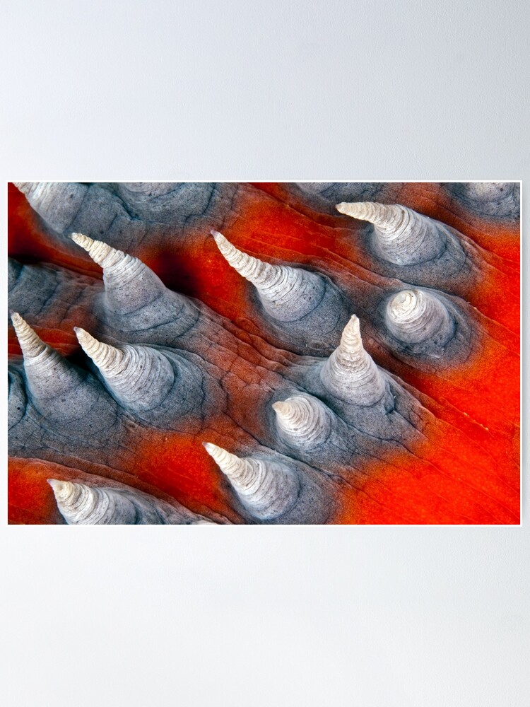 Alternate view of Teat? Fish? Poster