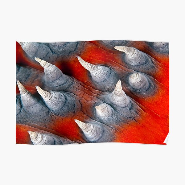 Teat? Fish? Poster