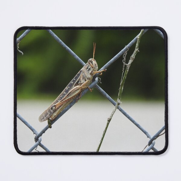 Item preview, Locust on Fence designed and sold by EnchantedxPhoto.