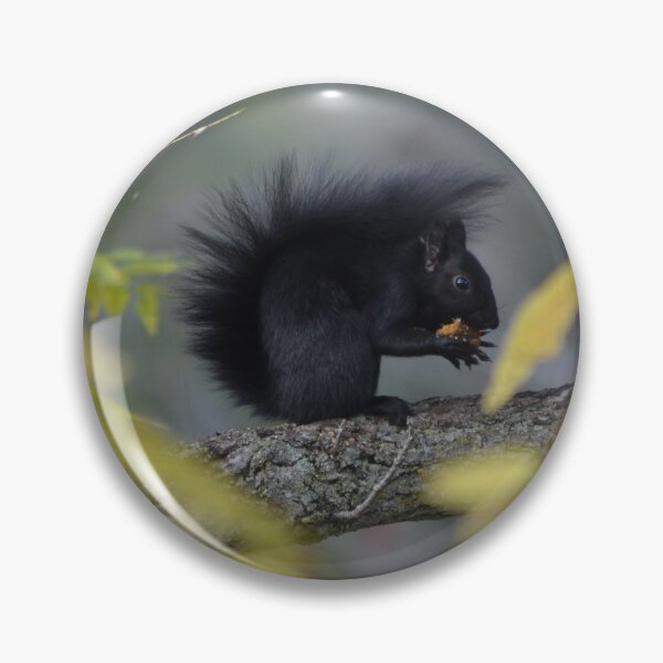 Item preview, Cute black squirrel getting ready for winter designed and sold by NorthernSnappy.