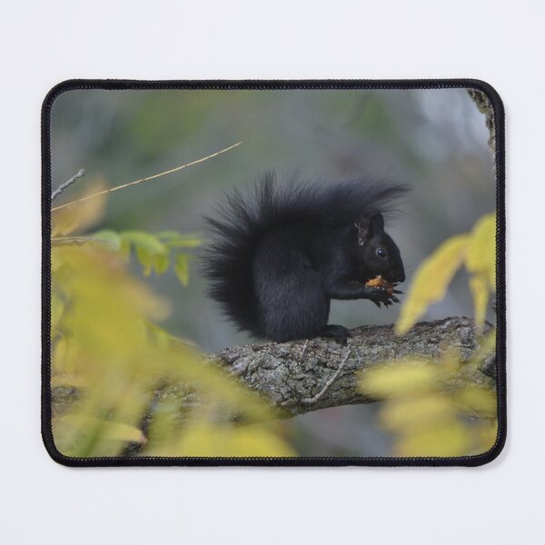 Item preview, Cute black squirrel getting ready for winter designed and sold by NorthernSnappy.