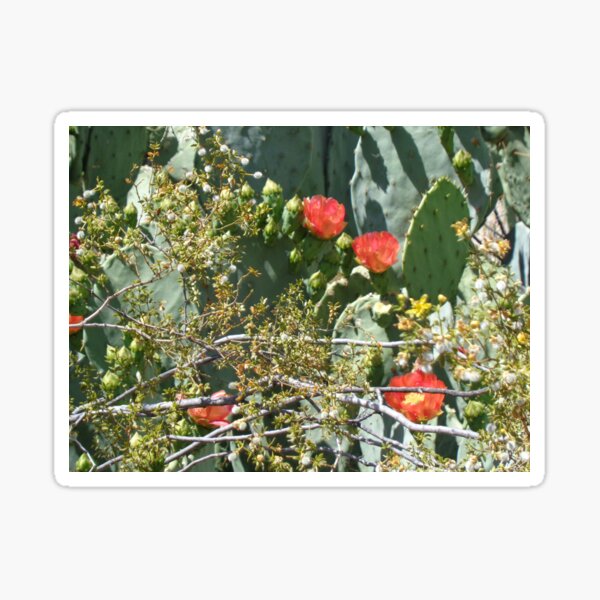 Cactus Blooms Sticker