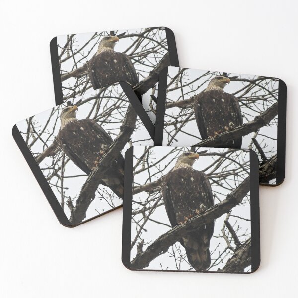 Item preview, Bald Eagle (Photo) designed and sold by Lens2Canvas.