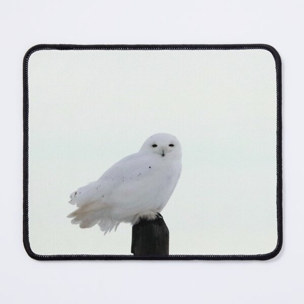 Item preview, Male Snowy Owl designed and sold by Alyce Taylor.