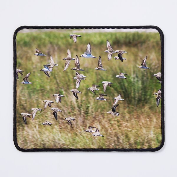 Item preview, Coastal Flight designed and sold by Lens2Canvas.
