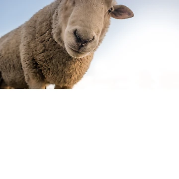 Artwork thumbnail, sheep Sticker Copy Copy Copy Copy Copy Copy Copy Copy Copy Copy Copy Copy Copy Copy Copy Copy Copy Copy Copy Copy Copy Copy Copy Copy Copy Copy Copy Copy Copy Copy Copy Copy by NATALIETILSLE