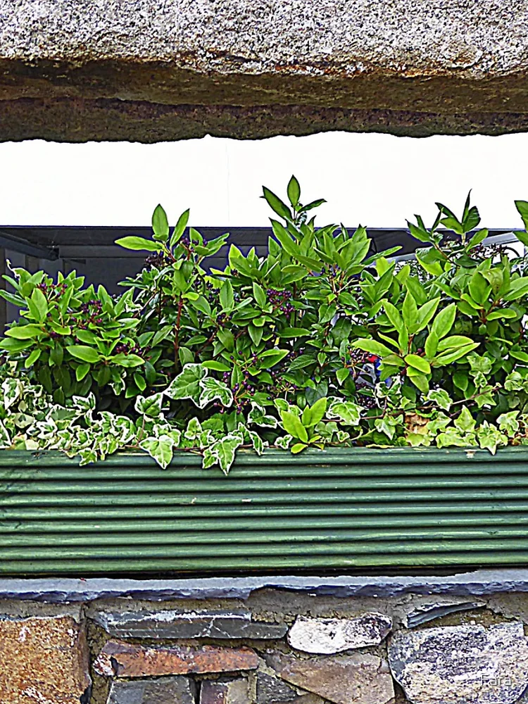 Thumbnail 4 of 4, iPhone Case, Window Box In Stone designed and sold by Fara.