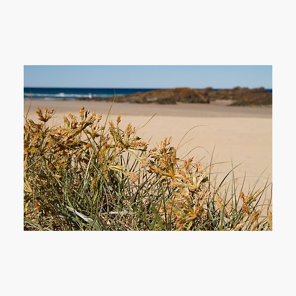 Item preview, Spinifex designed and sold by Bellamaree.