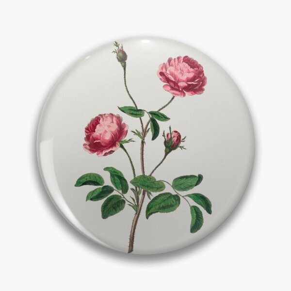 Item preview, Rose, Rosa rubra, collection of Botanicals designed and sold by mycloudzdesign.