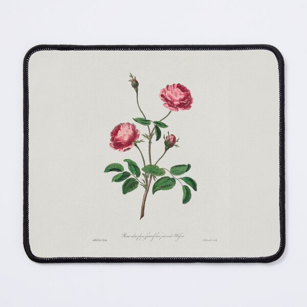 Item preview, Rose, Rosa rubra, collection of Botanicals designed and sold by mycloudzdesign.