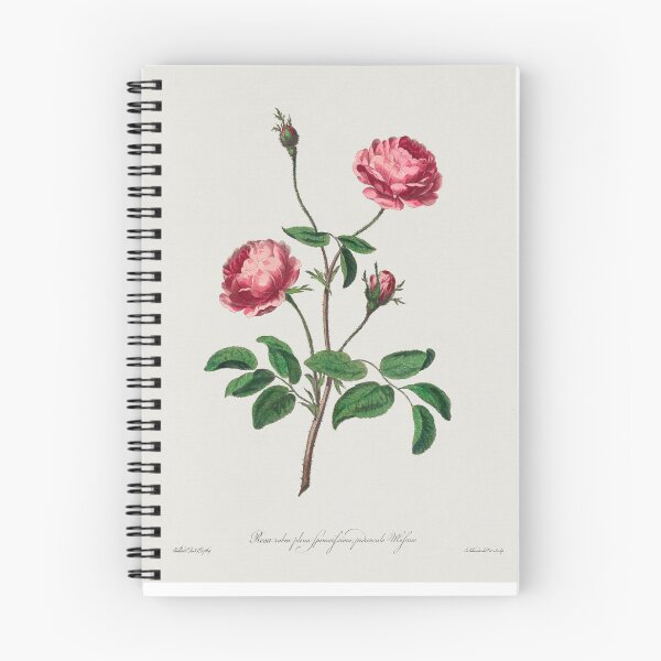 Item preview, Rose, Rosa rubra, collection of Botanicals designed and sold by mycloudzdesign.