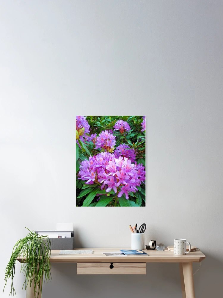Thumbnail 2 of 3, Poster, Pink Rhododendron designed and sold by VisionZone.