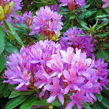 Artwork thumbnail, Pink Rhododendron by VisionZone