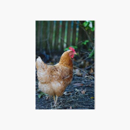 Vista previa del artículo con la obra «Alcance libre de Isa brown chicken», diseñado y vendido por Bellamaree.