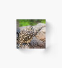Burrowing Owl Acrylic Block