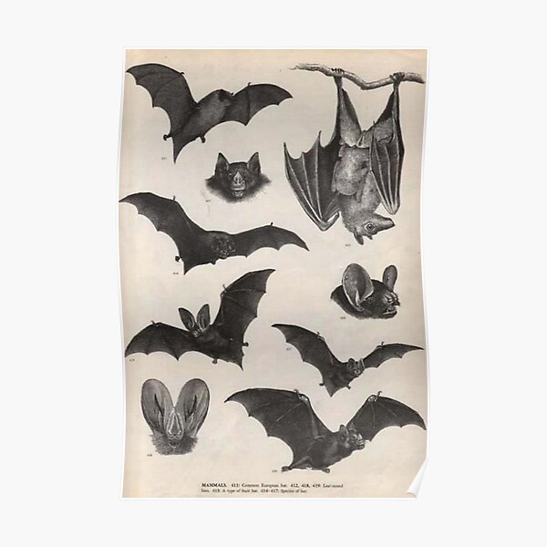 vintage victorian bat illustrations Poster Poster