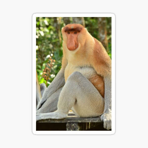 Item preview, Proboscis Monkey designed and sold by emmelined.