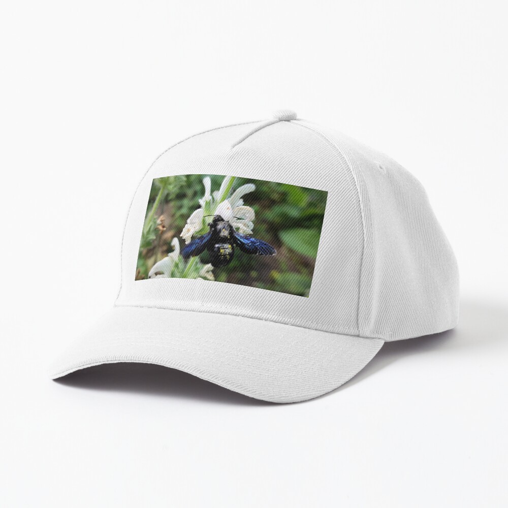 Holzbiene am Salbei Cap