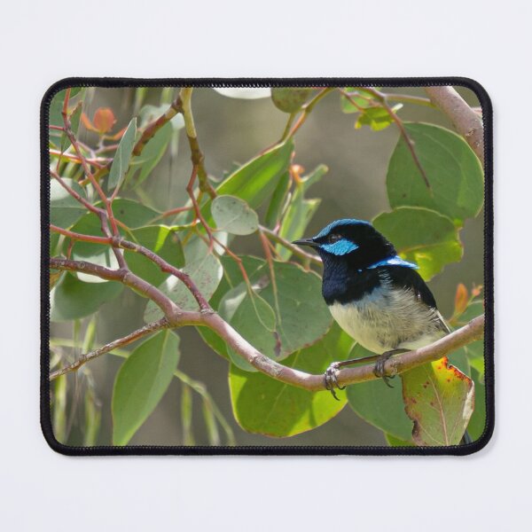 Item preview, Superb Fairy wren in a gum tree (2) designed and sold by Cornishinoz.