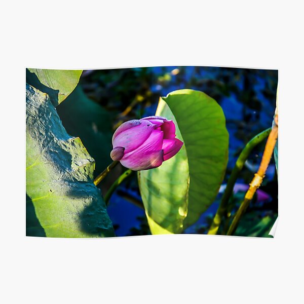 The Lotus flower Poster