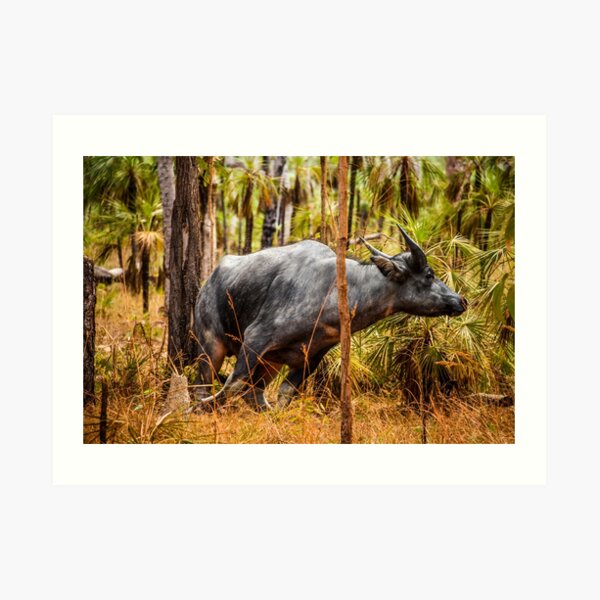 Wild buffalo on the run Art Print