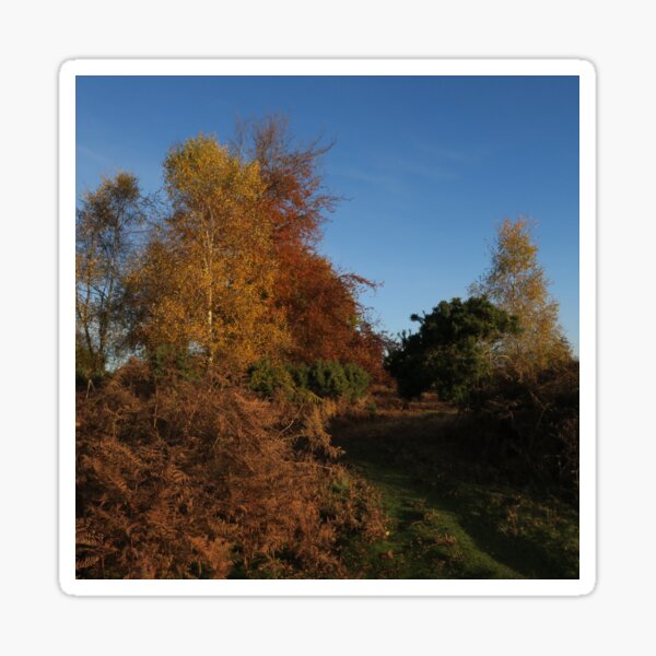 Silver Birch, Beech and Bracken Sticker
