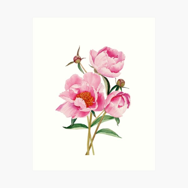 Item preview, Watercolor peonies bouquet  designed and sold by InnaPatiutko.