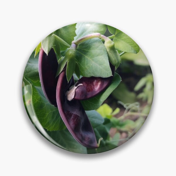 Item preview, Broad bean designed and sold by Gourmetkater.