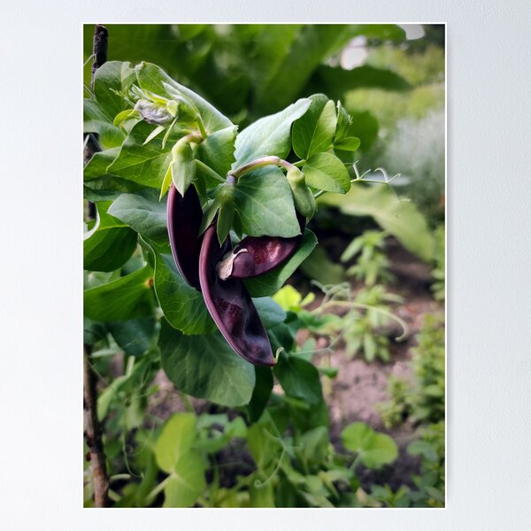 Item preview, Broad bean designed and sold by Gourmetkater.