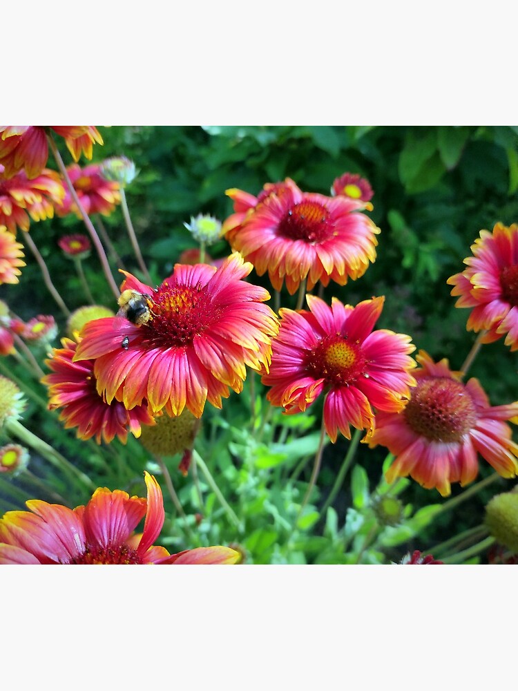 Malerblume mit Biene von Gourmetkater