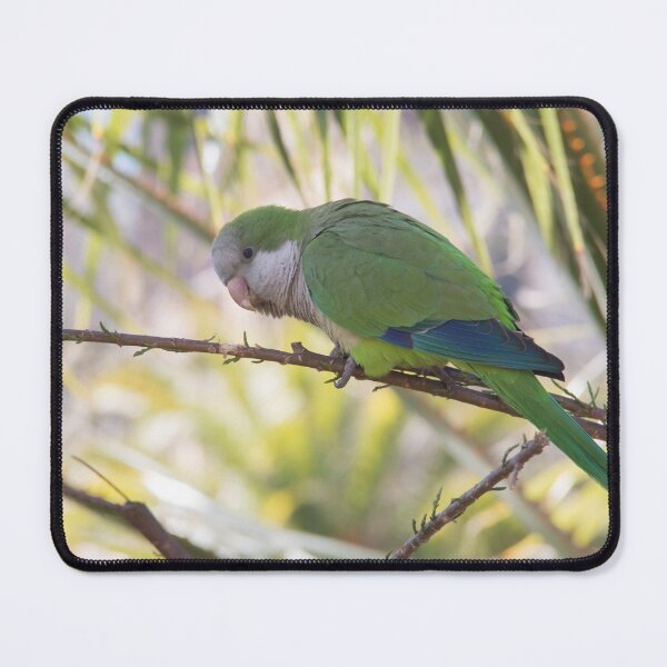 Item preview, Monk Parakeet designed and sold by LaurenTucker.
