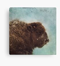 Wood Buffalo Canvas Print