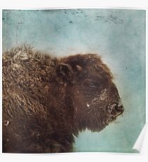 Wood Buffalo Poster