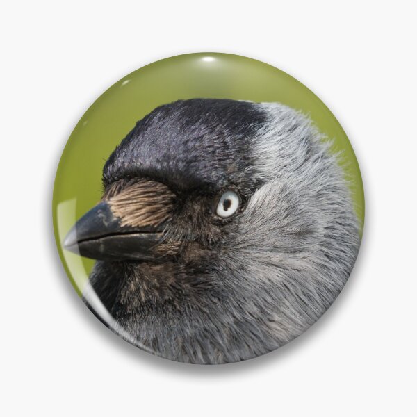 Item preview, Jackdaw designed and sold by LaurenTucker.