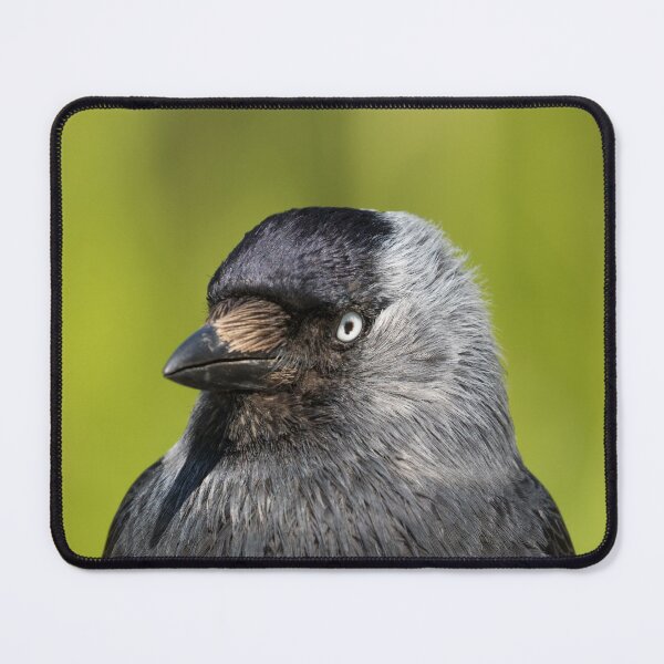 Item preview, Jackdaw designed and sold by LaurenTucker.