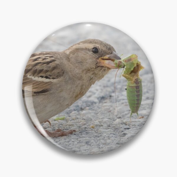 Item preview, House Sparrow designed and sold by LaurenTucker.