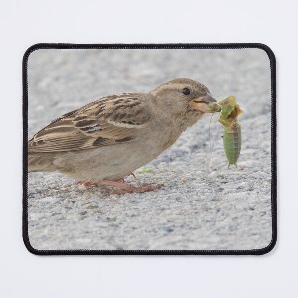 Item preview, House Sparrow designed and sold by LaurenTucker.
