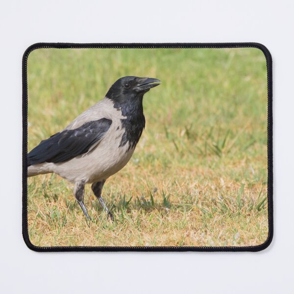 Item preview, Hooded Crow designed and sold by LaurenTucker.